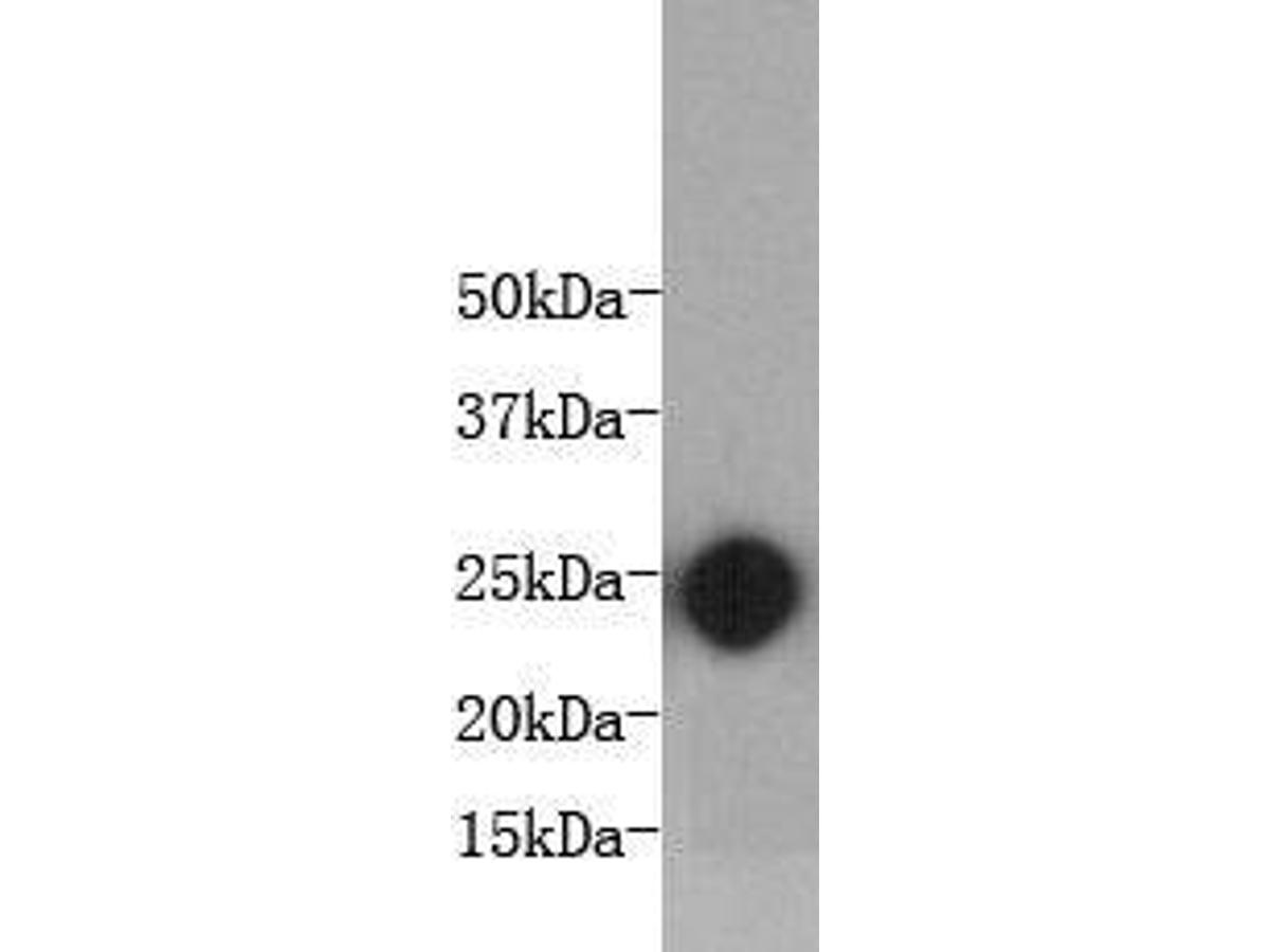 Western blot analysis on bioactive mouse IL-6 protein using anti-IL-6 Mouse mAb (Cat. # M1303-3).