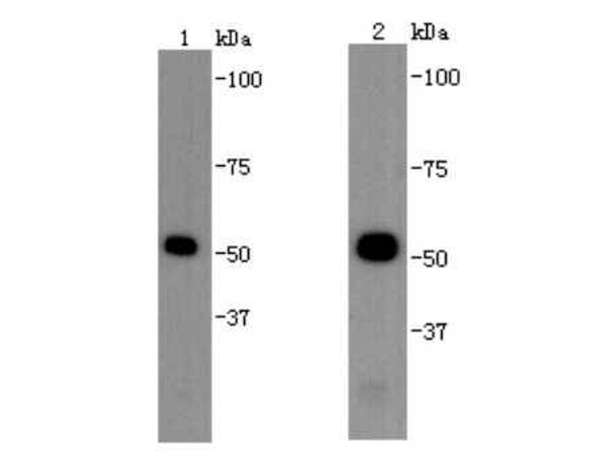 Western blot analysis of Beta tubulin on Hela cell lysates with Mouse anti-Beta tubulin antibody (M1305-2).<br />
<br />
Hela cell lysates at 10 µg/Lane.<br />
<br />
Predicted band size: 50 kDa<br />
Observed band size: 50 kDa<br />
<br />
8% SDS-PAGE gel.<br />
<br />
Proteins were transferred to a PVDF membrane and blocked with 5% NFDM/TBST for 1 hour at room temperature. The primary antibody (M1305-2) at serial dilution was used in 5% NFDM/TBST at room temperature for 2 hours. Goat Anti-Mouse IgG - HRP Secondary Antibody (HA1006) at 1:100,000 dilution was used for 1 hour at room temperature.