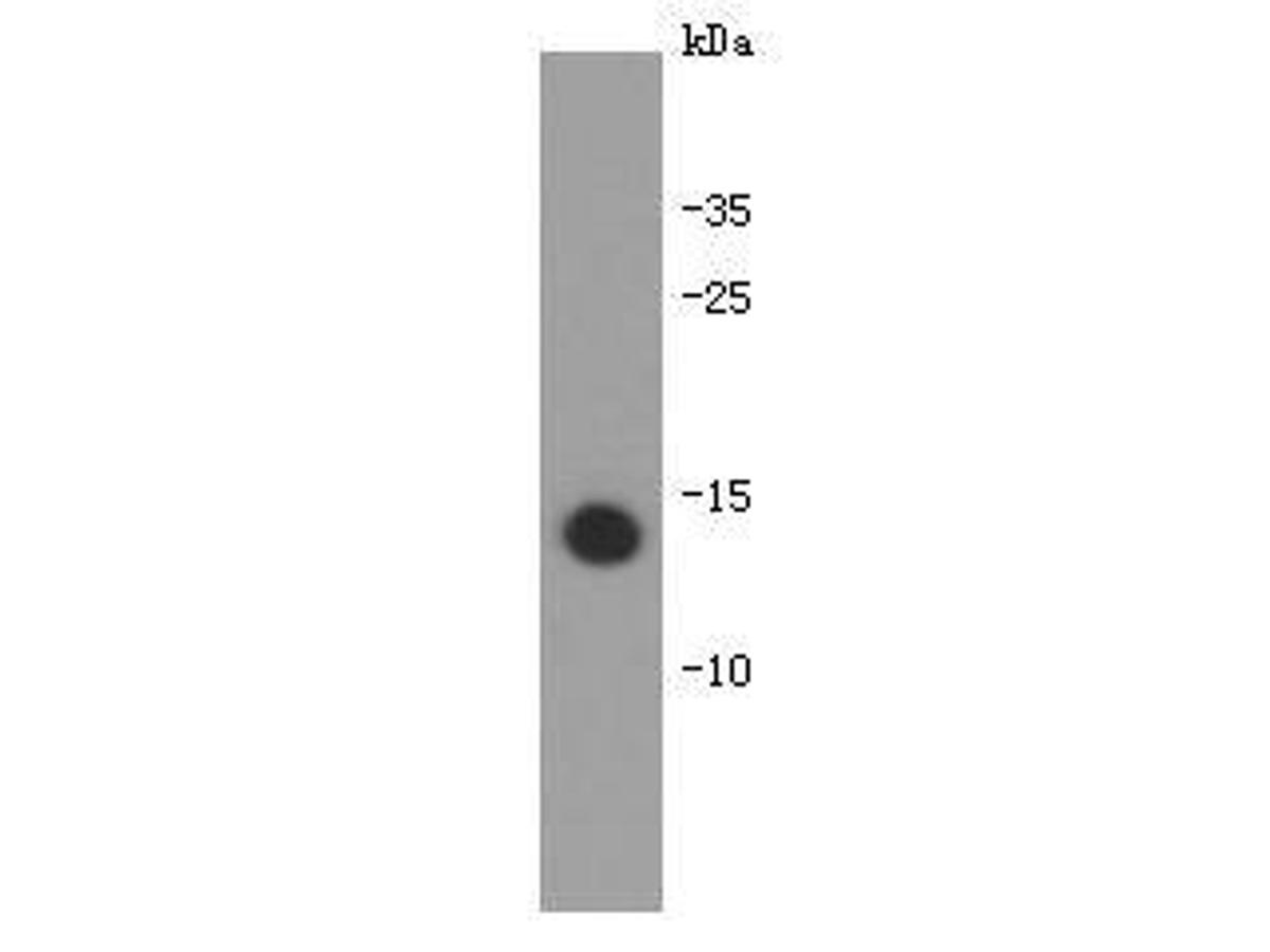 Western blot analysis on bioactive recombinant human IL-31 protein using anti-IL-31 Mouse mAb (Cat. # M1305-3).