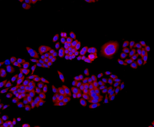 ICC staining TMEM177 in HepG2 cells (red). The nuclear counter stain is DAPI (blue). Cells were fixed in paraformaldehyde, permeabilised with 0.25% Triton X100/PBS.