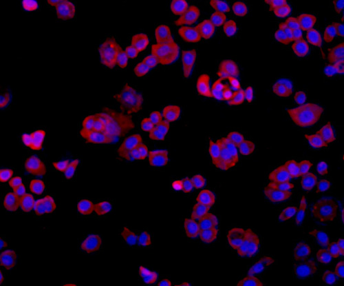 ICC staining TMEM177 in MCF-7 cells (red). The nuclear counter stain is DAPI (blue). Cells were fixed in paraformaldehyde, permeabilised with 0.25% Triton X100/PBS.