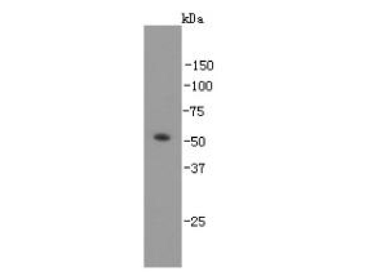 Western blot analysis of GATA4 on A549 cell lysates. Proteins were transferred to a PVDF membrane and blocked with 5% BSA in PBS for 1 hour at room temperature. The primary antibody (M1306-2, 1/500) was used in 5% BSA at room temperature for 2 hours. Goat Anti-Mouse IgG - HRP Secondary Antibody (HA1006) at 1:200,000 dilution was used for 1 hour at room temperature.