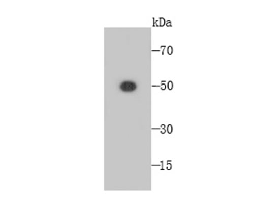 Western blot analysis of Fam55C on Fam55C-GST recombinant protein lysates using anti-Fam55C antibody at 1/5,000 dilution.