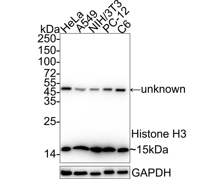 Western blot analysis of Histone H3 on different lysates with Mouse anti-Histone H3 antibody (M1306-4) at 1/5,000 dilution.<br />
<br />
Lane 1: HeLa cell lysate<br />
Lane 2: A549 cell lysate<br />
Lane 3: NIH/3T3 cell lysate<br />
Lane 4: PC-12 cell lysate<br />
Lane 5: C6 cell lysate<br />
<br />
Lysates/proteins at 20 µg/Lane.<br />
<br />
Predicted band size: 15 kDa<br />
Observed band size: 15 kDa<br />
<br />
Exposure time: 14 seconds; ECL: K1801;<br />
<br />
4-20% SDS-PAGE gel.<br />
<br />
Proteins were transferred to a PVDF membrane and blocked with 5% NFDM/TBST for 1 hour at room temperature. The primary antibody (M1306-4) at 1/5,000 dilution was used in 5% NFDM/TBST at 4℃ overnight. Anti-Mouse IgG for IP Nano-secondary antibody (NBI02H) at 1/5,000 dilution was used for 1 hour at room temperature.