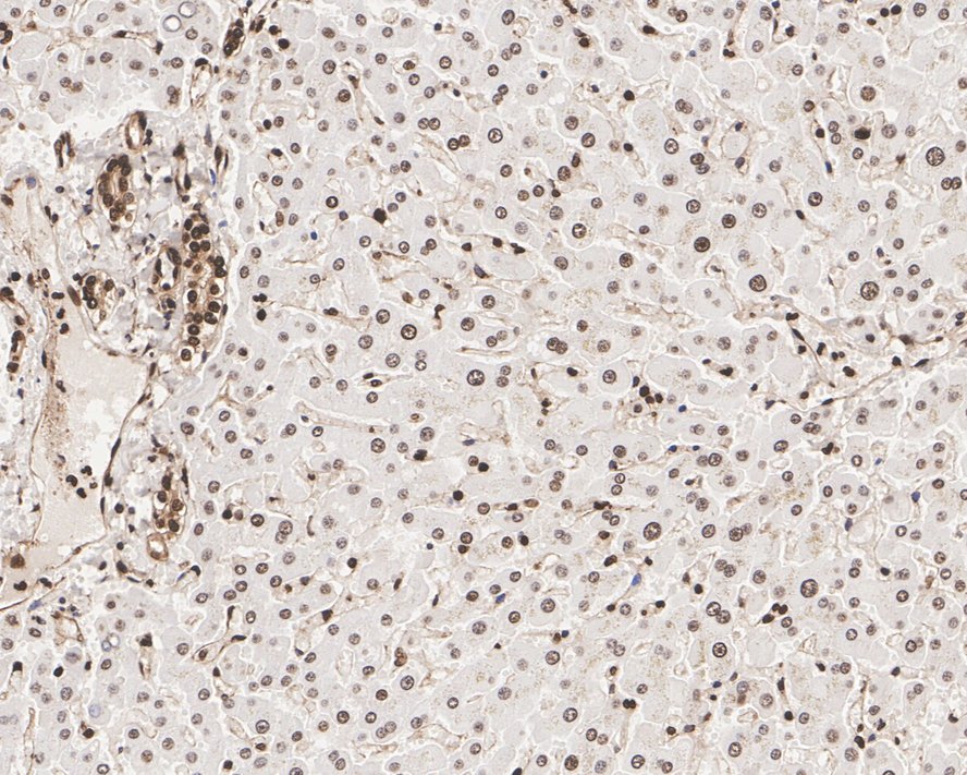 Immunohistochemical analysis of paraffin-embedded human liver tissue with Mouse anti-Histone H3 antibody (M1306-4) at 1/1,000 dilution.<br />
<br />
The section was pre-treated using heat mediated antigen retrieval with sodium citrate buffer (pH 6.0) for 2 minutes. The tissues were blocked in 1% BSA for 20 minutes at room temperature, washed with ddH2O and PBS, and then probed with the primary antibody (M1306-4) at 1/1,000 dilution for 1 hour at room temperature. The detection was performed using an HRP conjugated compact polymer system. DAB was used as the chromogen. Tissues were counterstained with hematoxylin and mounted with DPX.