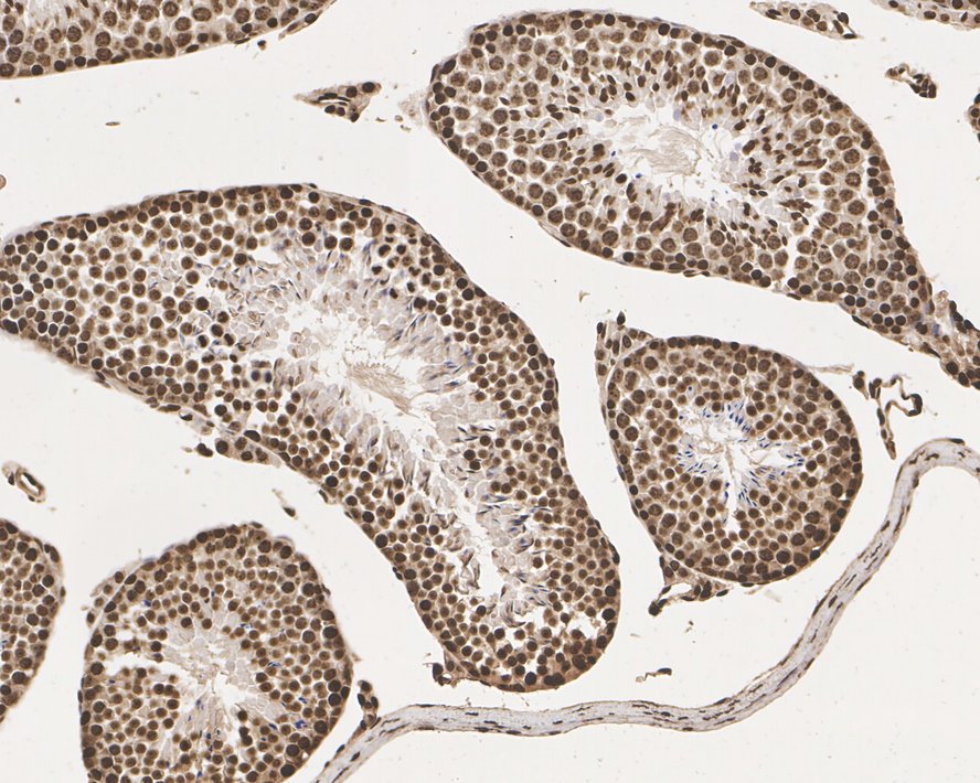 Immunohistochemical analysis of paraffin-embedded mouse testis tissue with Mouse anti-Histone H3 antibody (M1306-4) at 1/1,000 dilution.<br />
<br />
The section was pre-treated using heat mediated antigen retrieval with sodium citrate buffer (pH 6.0) for 2 minutes. The tissues were blocked in 1% BSA for 20 minutes at room temperature, washed with ddH2O and PBS, and then probed with the primary antibody (M1306-4) at 1/1,000 dilution for 1 hour at room temperature. The detection was performed using an HRP conjugated compact polymer system. DAB was used as the chromogen. Tissues were counterstained with hematoxylin and mounted with DPX.