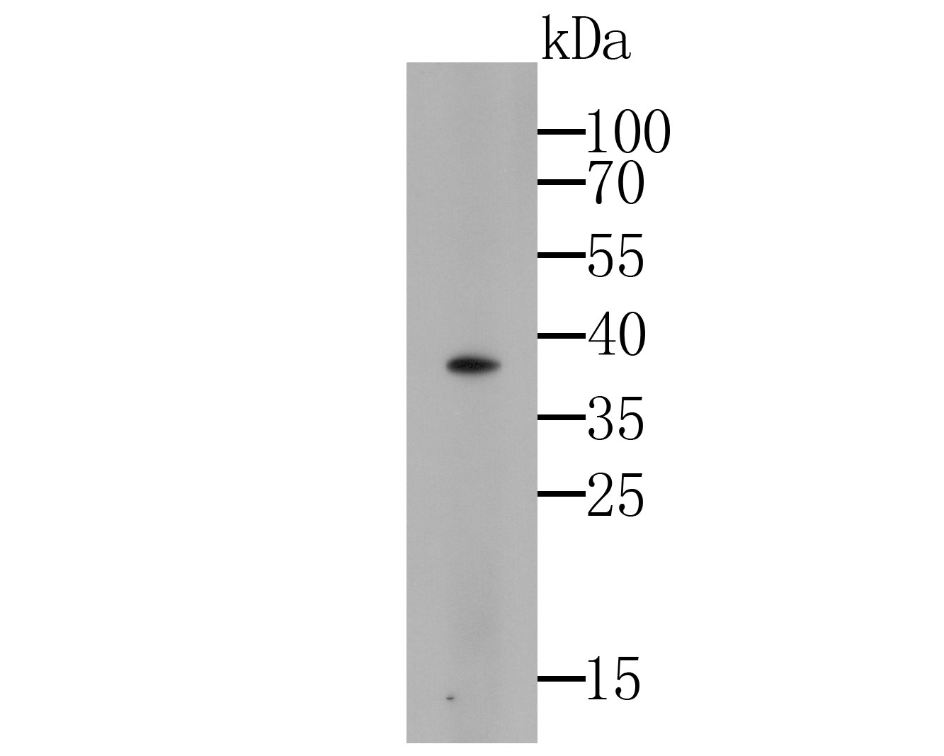 Western blot analysis of GAPDH on zebrafish tissue lysates. Proteins were transferred to a PVDF membrane and blocked with 5% BSA in PBS for 1 hour at room temperature. The primary antibody (M1310-2, 1/500) was used in 5% BSA at room temperature for 2 hours. Goat Anti-Mouse IgG - HRP Secondary Antibody (HA1006) at 1:5,000 dilution was used for 1 hour at room temperature.