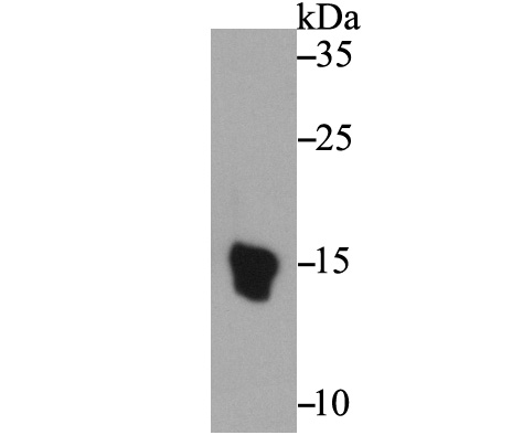 Western blot analysis of UFO on recombinant protein lysate using anti-UFO antibody at 1/20,000 dilution.