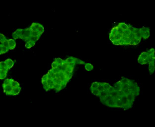 ICC staining UFO (green) in SW480 cells. The nuclear counter stain is DAPI (blue). Cells were fixed in paraformaldehyde, permeabilised with 0.25% Triton X100/PBS.