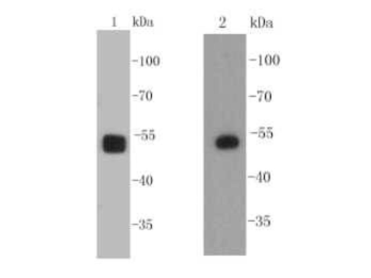 Western blot analysis on F9 (1)         and mouse fetal brain (2) cell lysates using anti-SOX10 Mouse mAb.