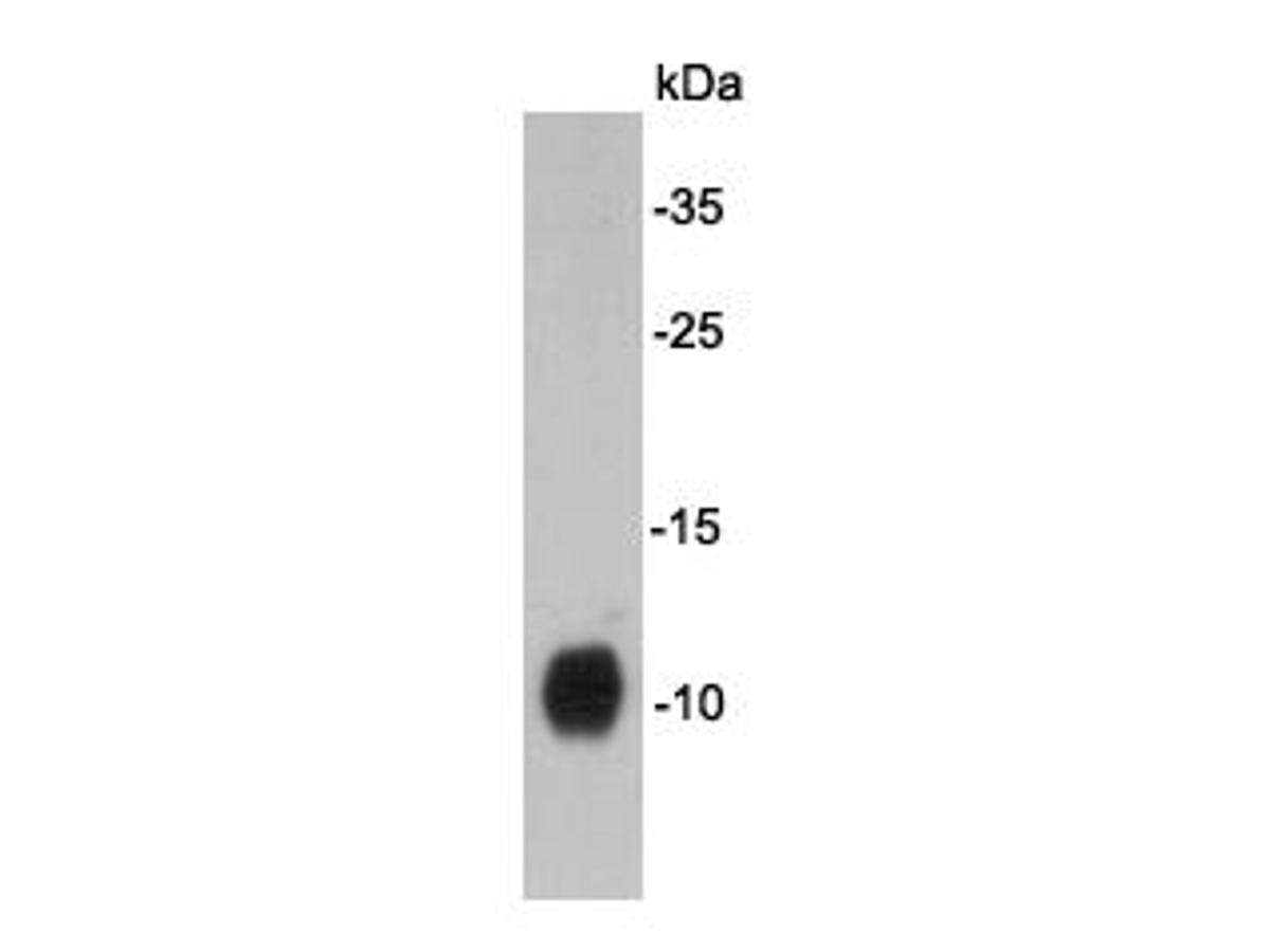 Western blot analysis on F9 cell lysates using anti-DPY30 Mouse mAb.