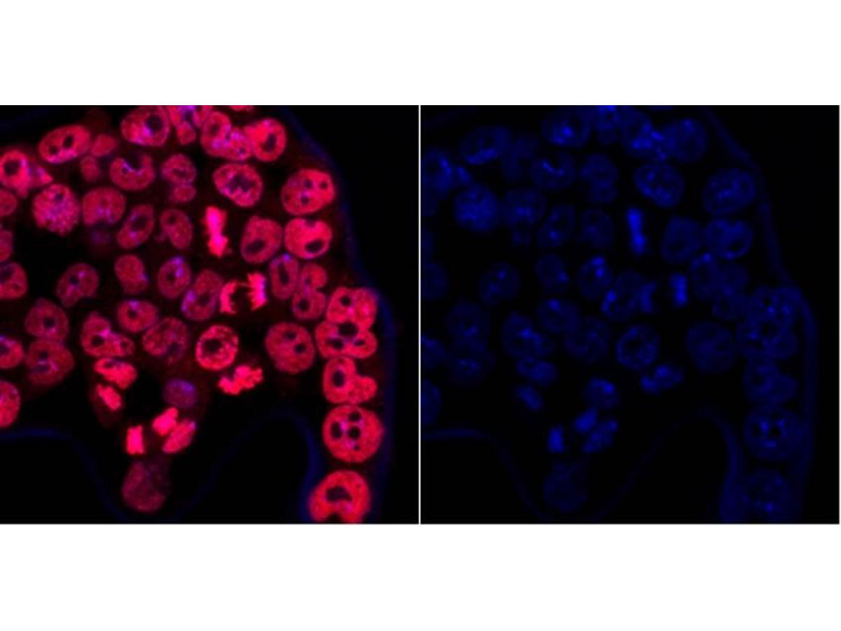 ICC staining DPY30 in F9 cells (red). Cells were fixed in paraformaldehyde, permeabilised with 0.25% Triton X100/PBS and counterstained with DAPI in order to highlight the nucleus (blue).