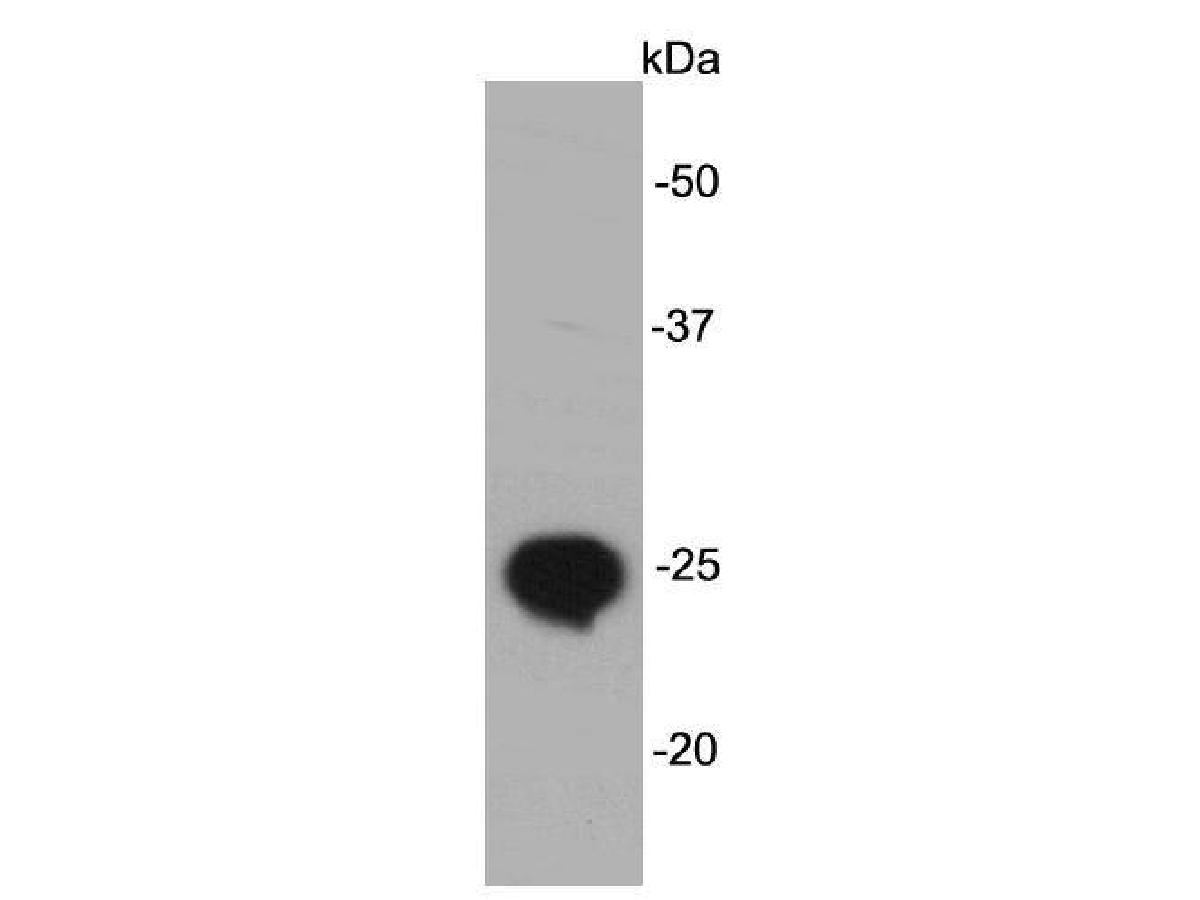 Western blot analysis on Lin28B recombinant protein lysates using anti- Lin28B mouse mAb.