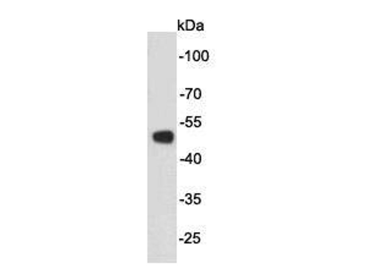 Western blot analysis on 293 cell lysates using anti- p53 mouse mAb.