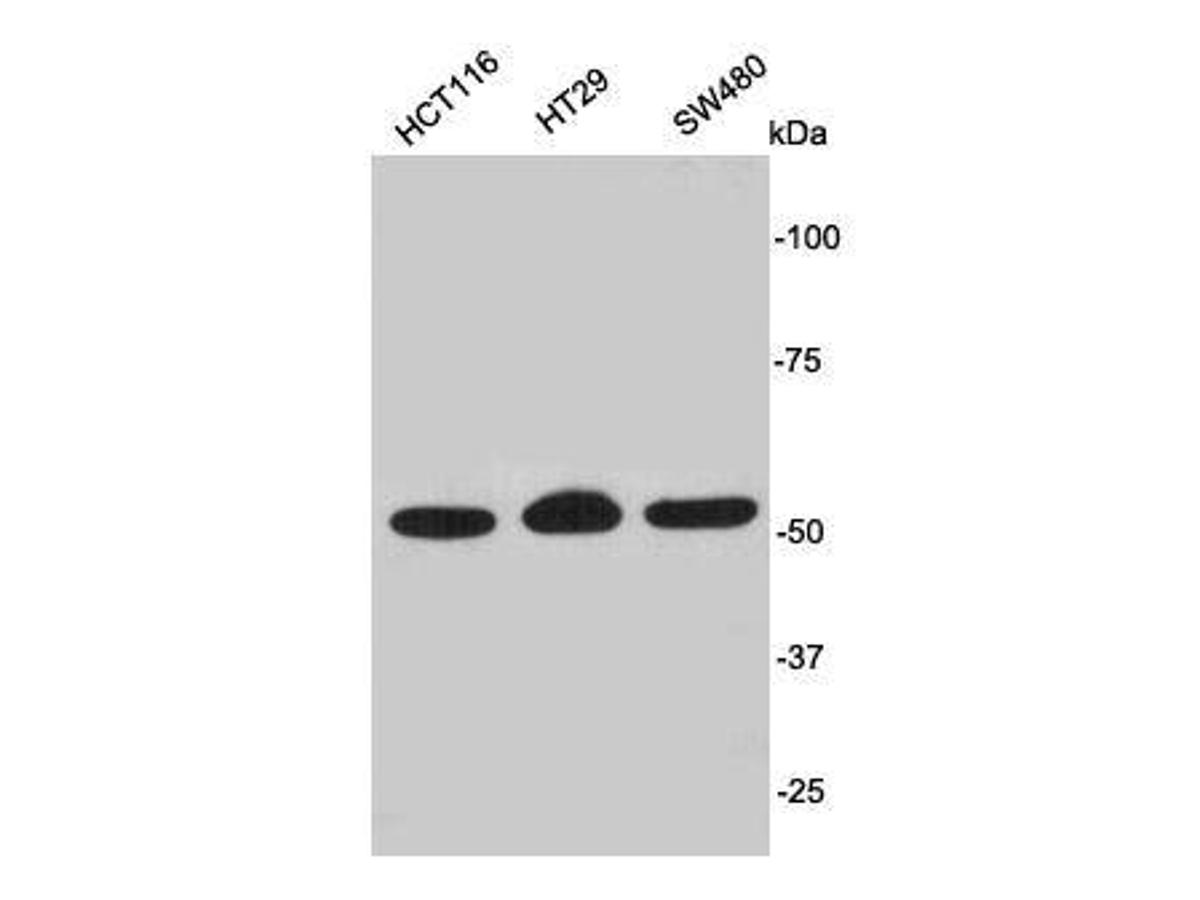 Western blot analysis on cell lysates using anti- PODXL Mouse mAb.