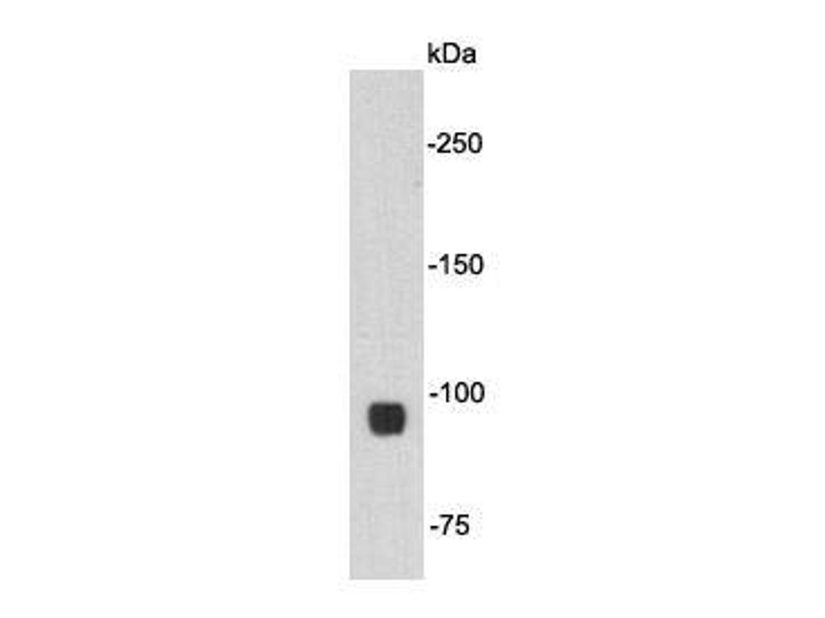 Western blot analysis on 293T cell lysates using anti- Beta-catenin mouse mAb.