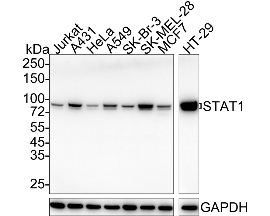 Western blot analysis of STAT1 on different lysates with Mouse anti-STAT1 antibody (M1407-1) at 1/1,000 dilution.<br />
<br />
Lane 1: Jurkat cell lysate<br />
Lane 2: A431 cell lysate<br />
Lane 3: HeLa cell lysate<br />
Lane 4: A549 cell lysate<br />
Lane 5: SK-Br-3 cell lysate<br />
Lane 6: SK-MEL-28 cell lysate<br />
Lane 7: MCF7 cell lysate<br />
Lane 8: HT-29 cell lysate<br />
<br />
Lysates/proteins at 15 µg/Lane.<br />
<br />
Predicted band size: 87/83 kDa<br />
Observed band size: 87/83 kDa<br />
<br />
Exposure time: 1 minute 2 seconds; ECL: K1801;<br />
<br />
4-20% SDS-PAGE gel.<br />
<br />
Proteins were transferred to a PVDF membrane and blocked with 5% NFDM/TBST for 1 hour at room temperature. The primary antibody (M1407-1) at 1/1,000 dilution was used in 5% NFDM/TBST at 4℃ overnight. Goat Anti-Mouse IgG - HRP Secondary Antibody (HA1006) at 1/50,000 dilution was used for 1 hour at room temperature.