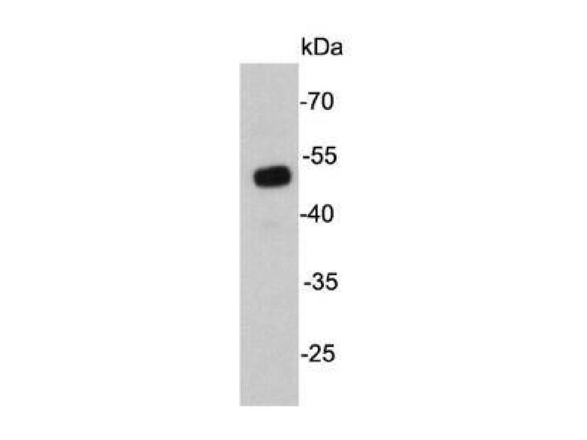 Western blot analysis on D3 cell lysates using anti- UTF1 mouse mAb.