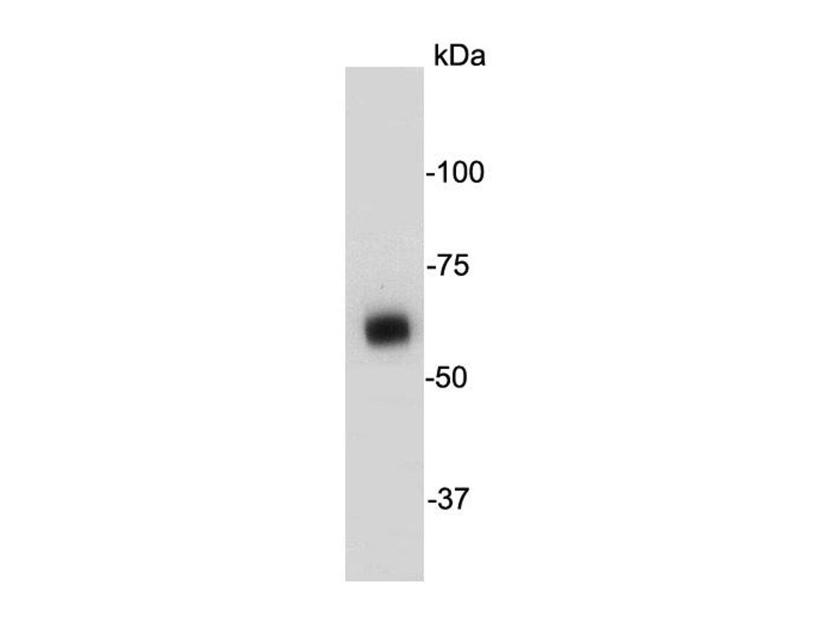 Western blot analysis on Hela cell lysates using anti- AMPK alpha 1 mouse mAb.