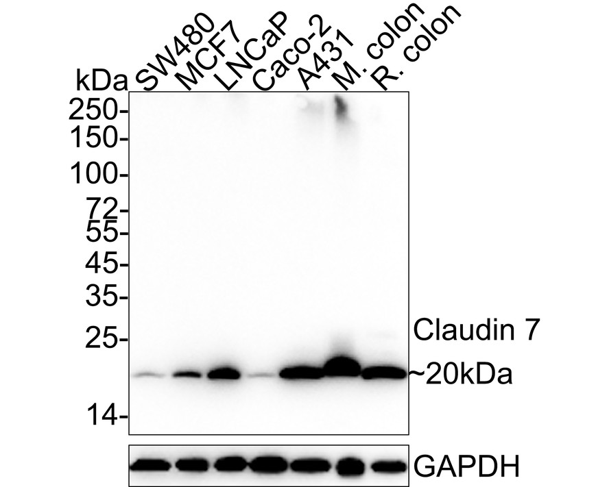 Western blot analysis on SW480 cell lysates using anti- CLDN7 mouse mAb.