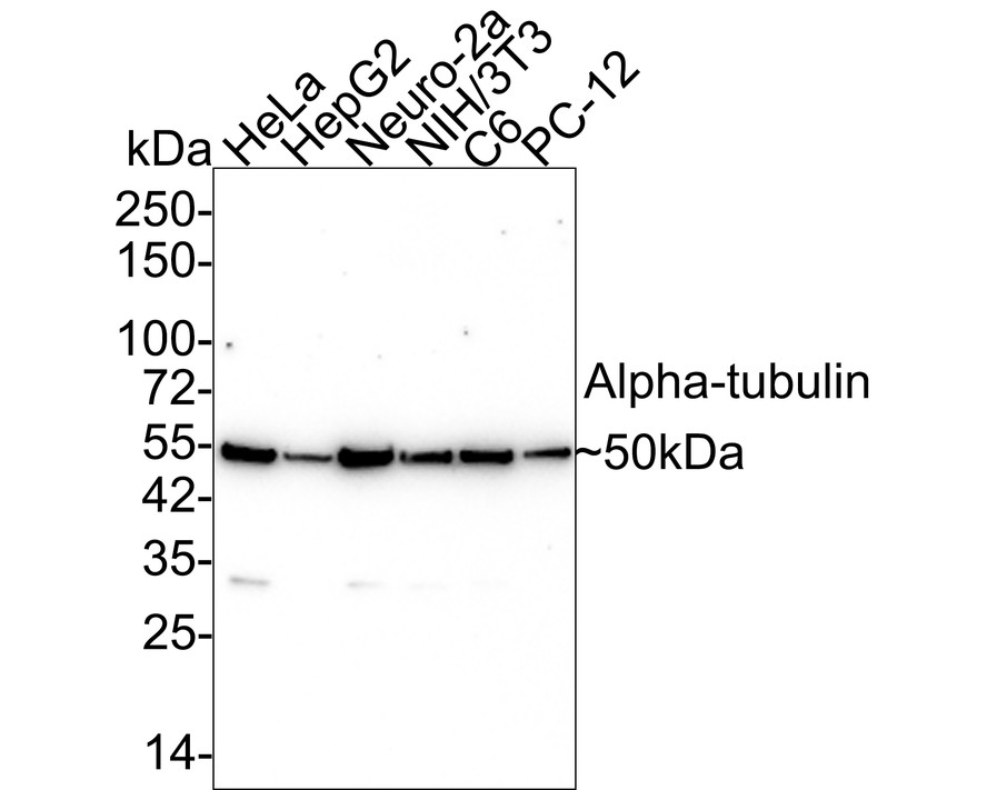 Western blot analysis of Alpha-tubulin on different lysates with Mouse anti-Alpha-tubulin antibody (M1501-1) at 1/10,000 dilution.<br />
<br />
Lane 1: HeLa cell lysate<br />
Lane 2: HepG2 cell lysate<br />
Lane 3: Neuro-2a cell lysate<br />
Lane 4: NIH/3T3 cell lysate<br />
Lane 5: C6 cell lysate<br />
Lane 6: PC-12 cell lysate<br />
<br />
Lysates/proteins at 15 µg/Lane.<br />
<br />
Predicted band size: 50 kDa<br />
Observed band size: 50 kDa<br />
<br />
Exposure time: 1 minute 22 seconds;<br />
<br />
4-20% SDS-PAGE gel.<br />
<br />
Proteins were transferred to a PVDF membrane and blocked with 5% NFDM/TBST for 1 hour at room temperature. The primary antibody (M1501-1) at 1/10,000 dilution was used in 5% NFDM/TBST at 4℃ overnight. Goat Anti-Mouse IgG - HRP Secondary Antibody (HA1006) at 1/50,000 dilution was used for 1 hour at room temperature.