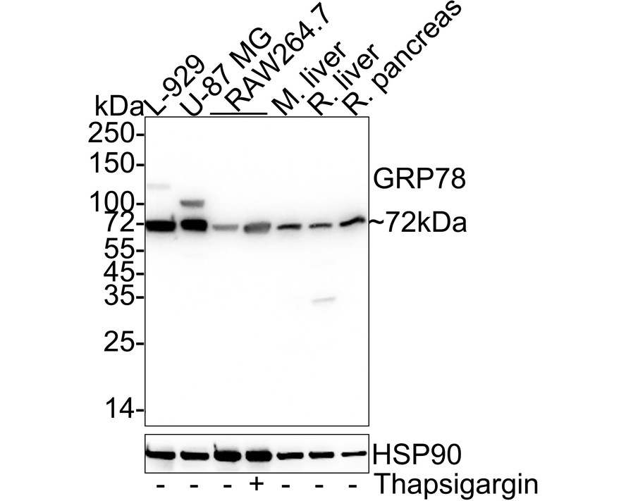Western blot analysis of GRP78 / BIP on different lysates with Mouse anti-GRP78 / BIP antibody (M1505-13) at 1/1,000 dilution.<br />
<br />
Lane 1: L-929 cell lysate<br />
Lane 2: U-87 MG cell lysate<br />
Lane 3: RAW264.7 cell lysate<br />
Lane 4: RAW264.7 treated with 300nM Thapsigargin for 18 hours cell lysate<br />
Lane 5: Mouse liver tissue lysate<br />
Lane 6: Rat liver tissue lysate<br />
Lane 7: Rat pancreas tissue lysate<br />
<br />
Lysates/proteins at 30 µg/Lane.<br />
<br />
Predicted band size: 72 kDa<br />
Observed band size: 72 kDa<br />
<br />
Exposure time: 4 seconds; ECL: K1801;<br />
<br />
4-20% SDS-PAGE gel.<br />
<br />
Proteins were transferred to a PVDF membrane and blocked with 5% NFDM/TBST for 1 hour at room temperature. The primary antibody (M1505-13) at 1/1,000 dilution was used in 5% NFDM/TBST at 4℃ overnight. Goat Anti-Mouse IgG - HRP Secondary Antibody (HA1006) at 1/50,000 dilution was used for 1 hour at room temperature.