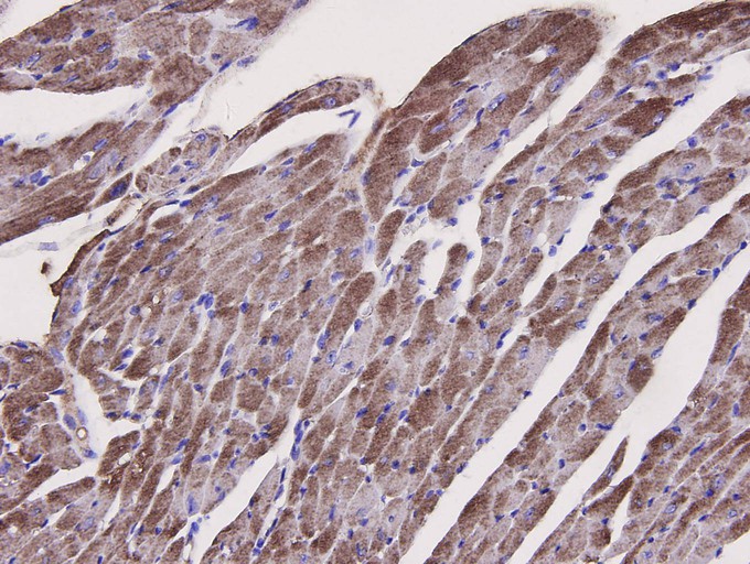 Immunohistochemical analysis of paraffin-embedded mouse heart tissue using anti-Caspase-1 antibody. The section was pre-treated using heat mediated antigen retrieval with Tris-EDTA buffer (pH 8.0-8.4) for 20 minutes.The tissues were blocked in 5% BSA for 30 minutes at room temperature, washed with ddH2O and PBS, and then probed with the primary antibody (M1505-2, 1/200) for 30 minutes at room temperature. The detection was performed using an HRP conjugated compact polymer system. DAB was used as the chromogen. Tissues were counterstained with hematoxylin and mounted with DPX.