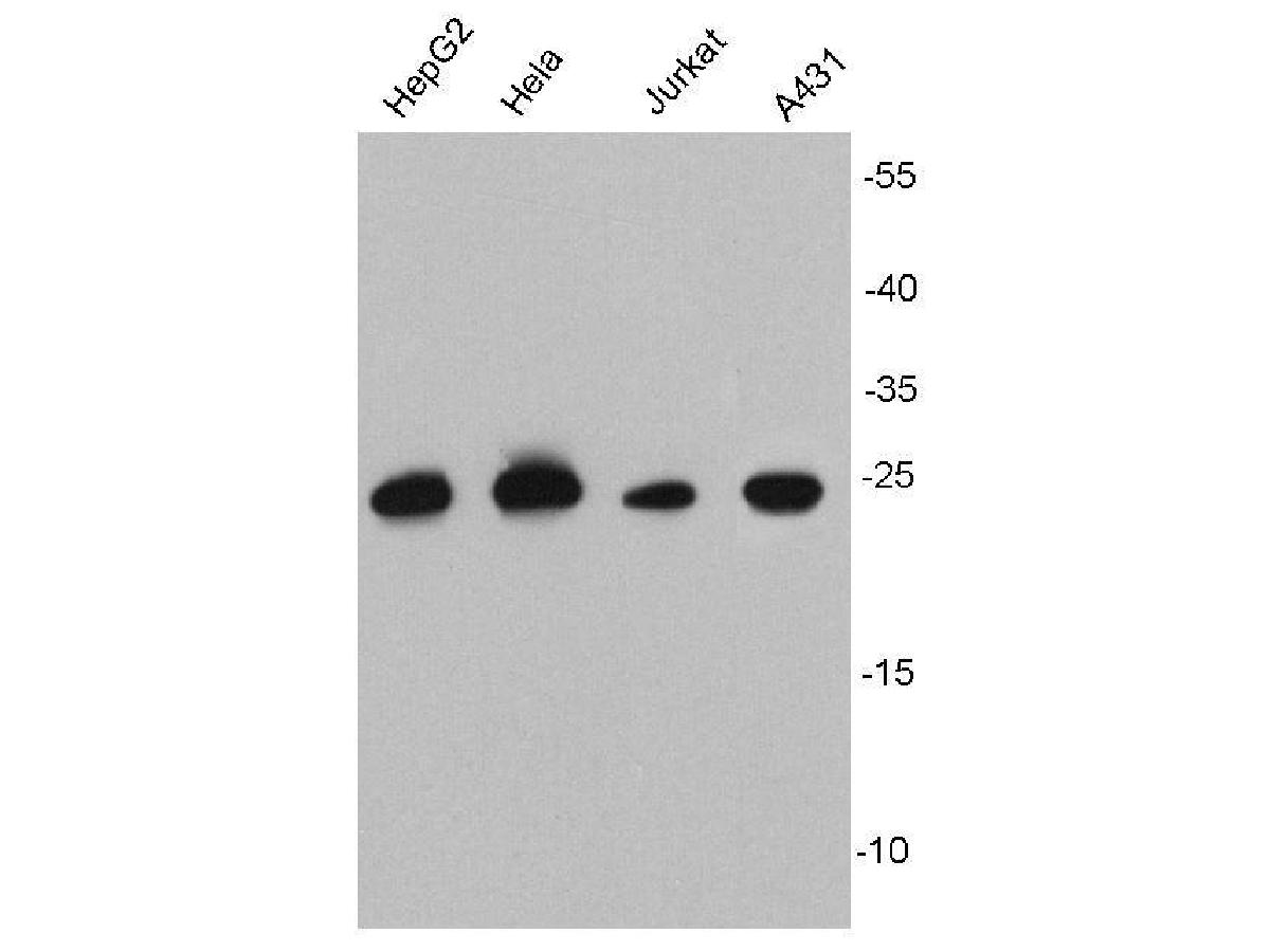 Western blot analysis on different cell lysates using anti-HSP27 mouse mAb.
