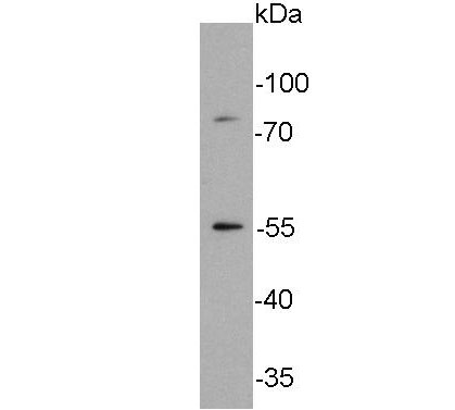 Western blot analysis of Glucose Transporter GLUT4 on NIH/3T3 lysate. Proteins were transferred to a PVDF membrane and blocked with 5% BSA in PBS for 1 hour at room temperature. The primary antibody was used at a 1:2,000 dilution in 5% BSA at room temperature for 2 hours. Goat Anti-Mouse IgG - HRP Secondary Antibody (HA1006) at 1:5,000 dilution was used for 1 hour at room temperature.