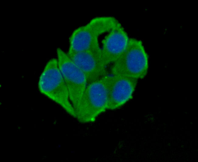 ICC staining Glucose Transporter GLUT4 in HepG2 cells (green). Formalin fixed cells were permeabilized with 0.1% Triton X-100 in TBS for 10 minutes at room temperature and blocked with 1% Blocker BSA for 15 minutes at room temperature. Cells were probed with Glucose Transporter GLUT4 monoclonal antibody at a dilution of 1:100 for 1 hour at room temperature, washed with PBS. Alexa Fluorc™ 488 Goat anti-Mouse IgG was used as the secondary antibody at 1/100 dilution. The nuclear counter stain is DAPI (blue).
