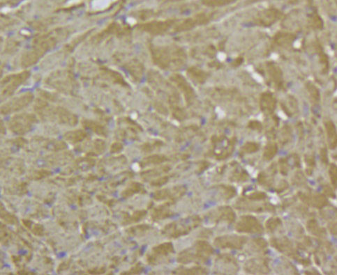Immunohistochemical analysis of paraffin-embedded mouse heart tissue using anti-Glucose Transporter GLUT4 antibody. The section was pre-treated using heat mediated antigen retrieval with Tris-EDTA buffer (pH 8.0-8.4) for 20 minutes.The tissues were blocked in 5% BSA for 30 minutes at room temperature, washed with ddH2O and PBS, and then probed with the antibody (M1505-6) at 1/100 dilution, for 30 minutes at room temperature and detected using an HRP conjugated compact polymer system. DAB was used as the chromogen. Counter stained with hematoxylin and mounted with DPX.