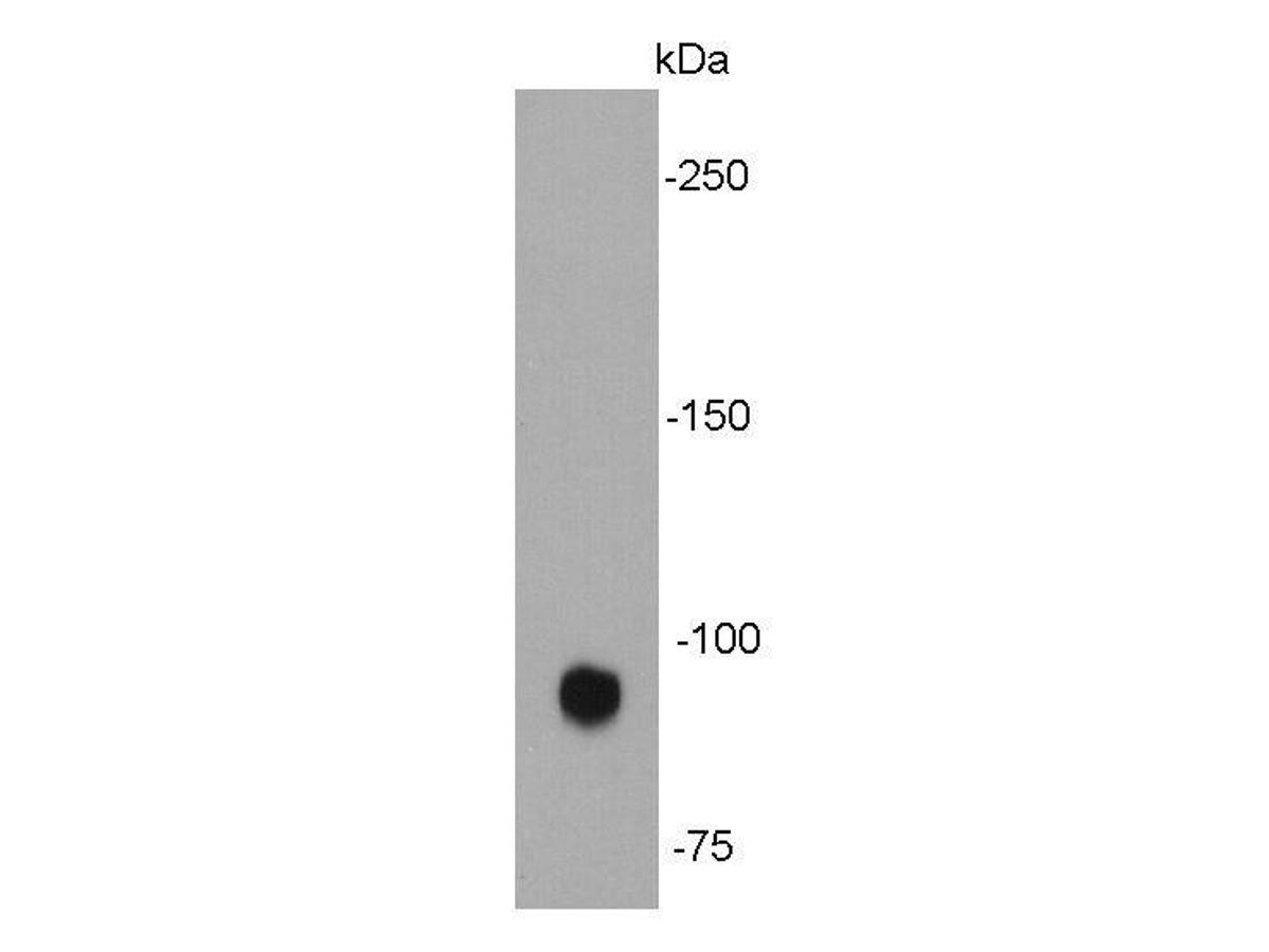 Western blot analysis on HUVEC cell lysates using anti-ICAM1 mouse mAb.