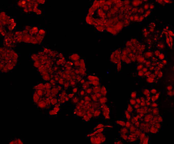 ICC staining NF-κB p105/p50 in HepG2 cells (red). Cells were fixed in paraformaldehyde, permeabilised with 0.25% Triton X100/PBS.