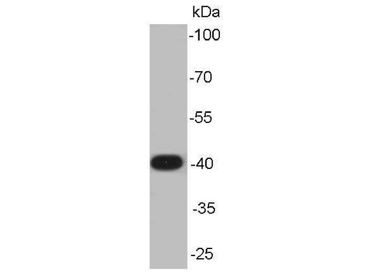 Western blot analysis on Hela cell lysates using anti-ERK1 mouse mAb.