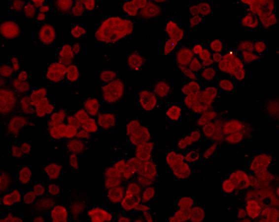 ICC staining GRP78 / BIP in MCF-7 cells (red). Cells were fixed in paraformaldehyde, permeabilised with 0.25% Triton X100/PBS.