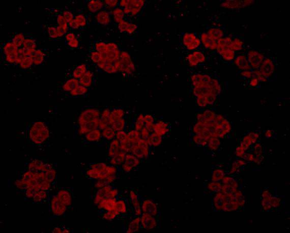 ICC staining GRP78 / BIP in HepG2 cells (red). Cells were fixed in paraformaldehyde, permeabilised with 0.25% Triton X100/PBS.