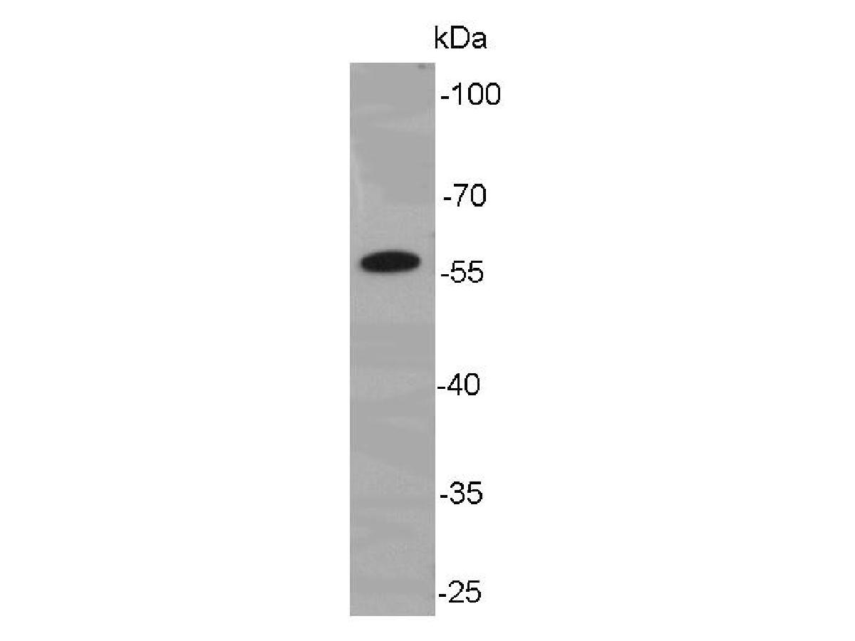 Western blot analysis of Cyclin B1 on K562 cell lysate. Proteins were transferred to a PVDF membrane and blocked with 5% BSA in PBS for 1 hour at room temperature. The primary antibody was used at a 1:500 dilution in 5% BSA at room temperature for 2 hours. Goat Anti-Mouse IgG - HRP Secondary Antibody (HA1006) at 1:5,000 dilution was used for 1 hour at room temperature.<br />
<br />
Predicted band size: 48 kDa<br />
Observed band size: 58 kDa