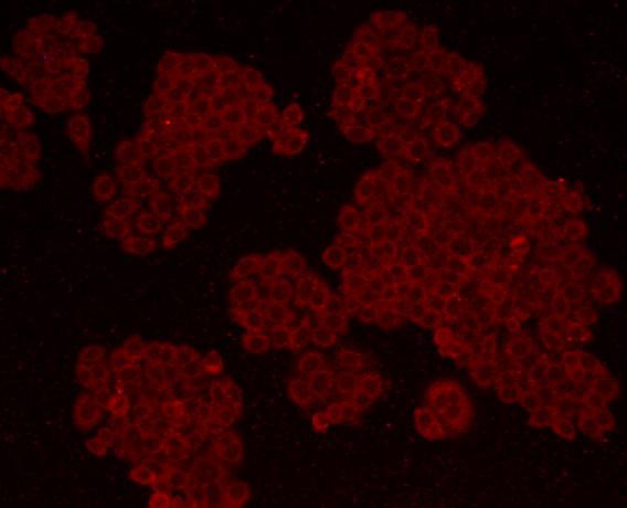 ICC staining Cyclin B1 in HepG2 cells (red). Formalin fixed cells were permeabilized with 0.1% Triton X-100 in TBS for 10 minutes at room temperature and blocked with 1% Blocker BSA for 15 minutes at room temperature. Cells were probed with Cyclin B1 monoclonal antibody at a dilution of 1:200 for 1 hour at room temperature, washed with PBS. Alexa Fluorc™555 Goat anti-Mouse IgG was used as the secondary antibody at 1/100 dilution.