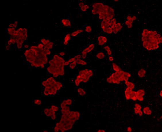 ICC staining Cyclin B1 in LOVO cells (red). Formalin fixed cells were permeabilized with 0.1% Triton X-100 in TBS for 10 minutes at room temperature and blocked with 1% Blocker BSA for 15 minutes at room temperature. Cells were probed with Cyclin B1 monoclonal antibody at a dilution of 1:200 for 1 hour at room temperature, washed with PBS. Alexa Fluorc™555 Goat anti-Mouse IgG was used as the secondary antibody at 1/100 dilution.