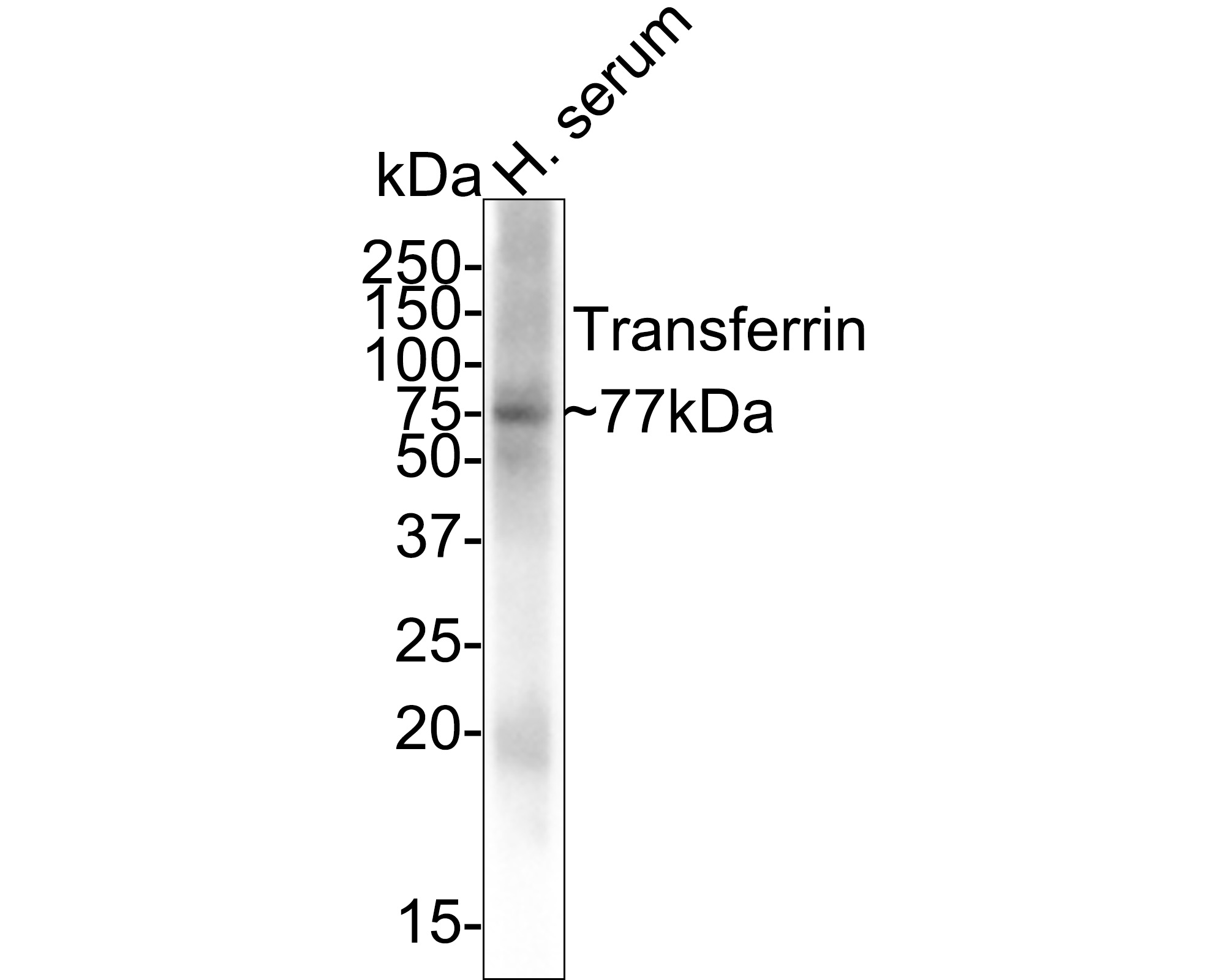 Western blot analysis of Transferrin on human serum with Mouse anti-Transferrin antibody (M1510-17) at 1/1,000 dilution.<br />
<br />
Lysates/proteins at 10 µg/Lane.<br />
<br />
Predicted band size: 77 kDa<br />
Observed band size: 77 kDa<br />
<br />
Exposure time: 24 seconds;<br />
<br />
4-20% SDS-PAGE gel.<br />
<br />
Proteins were transferred to a PVDF membrane and blocked with 5% NFDM/TBST for 1 hour at room temperature. The primary antibody (M1510-17) at 1/1,000 dilution was used in 5% NFDM/TBST at 4℃ overnight. Goat Anti-Mouse IgG - HRP Secondary Antibody (HA1006) at 1/50,000 dilution was used for 1 hour at room temperature.