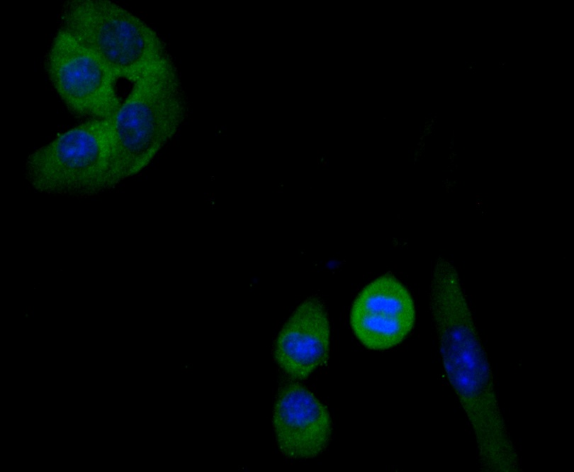 ICC staining Transferrin in H22 cells (green). Formalin fixed cells were permeabilized with 0.1% Triton X-100 in TBS for 10 minutes at room temperature and blocked with 1% Blocker BSA for 15 minutes at room temperature. Cells were probed with Transferrin monoclonal antibody at a dilution of 1:50 for 1 hour at room temperature, washed with PBS. Alexa Fluorc™ 488 Goat anti-Mouse IgG was used as the secondary antibody at 1/100 dilution. The nuclear counter stain is DAPI (blue).