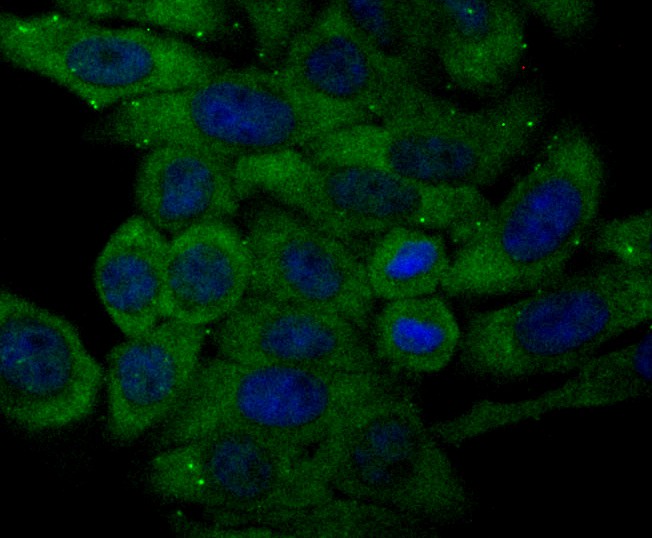 ICC staining Transferrin in HepG2 cells (green). Formalin fixed cells were permeabilized with 0.1% Triton X-100 in TBS for 10 minutes at room temperature and blocked with 1% Blocker BSA for 15 minutes at room temperature. Cells were probed with Transferrin monoclonal antibody at a dilution of 1:50 for 1 hour at room temperature, washed with PBS. Alexa Fluorc™ 488 Goat anti-Mouse IgG was used as the secondary antibody at 1/100 dilution. The nuclear counter stain is DAPI (blue).
