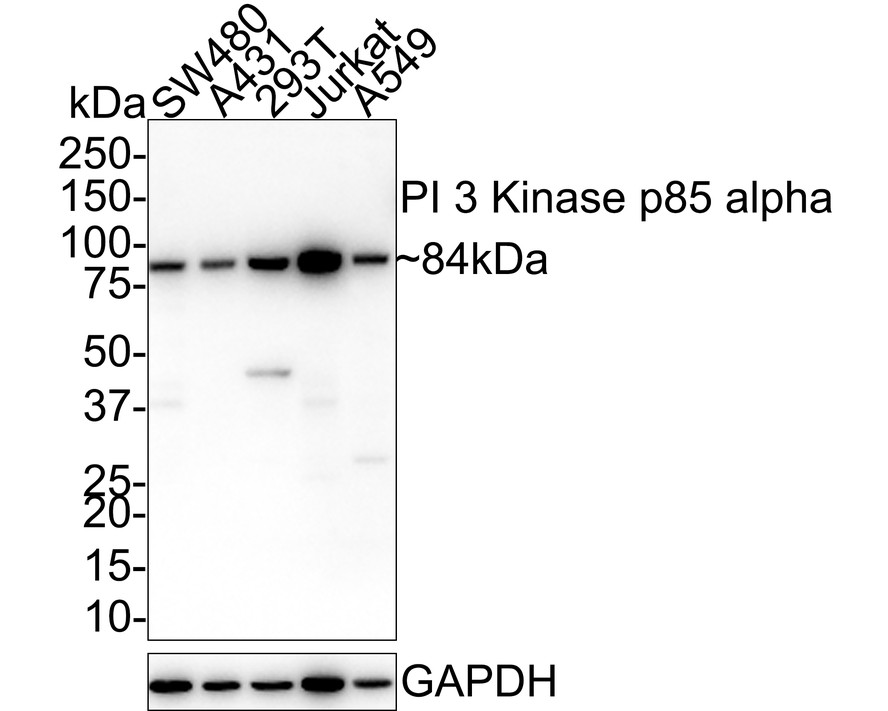 Western blot analysis of PI 3 Kinase p85 alpha on different lysates with Mouse anti-PI 3 Kinase p85 alpha antibody (M1510-2) at 1/1,000 dilution.<br />
<br />
Lane 1: SW480 cell lysate<br />
Lane 2: A431 cell lysate<br />
Lane 3: 293T cell lysate<br />
Lane 4: Jurkat cell lysate<br />
Lane 5: A549 cell lysate<br />
<br />
Lysates/proteins at 20 µg/Lane.<br />
<br />
Predicted band size: 84 kDa<br />
Observed band size: 84 kDa<br />
<br />
Exposure time: 1 minute 20 seconds;<br />
<br />
4-20% SDS-PAGE gel.<br />
<br />
Proteins were transferred to a PVDF membrane and blocked with 5% NFDM/TBST for 1 hour at room temperature. The primary antibody (M1510-2) at 1/1,000 dilution was used in 5% NFDM/TBST at 4℃ overnight. Goat Anti-Mouse IgG - HRP Secondary Antibody (HA1006) at 1/50,000 dilution was used for 1 hour at room temperature.