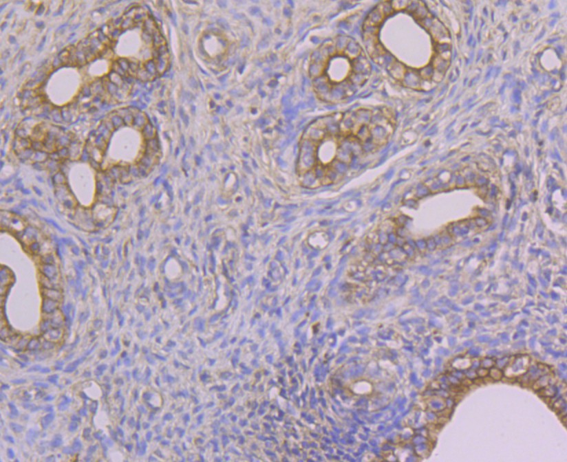 Immunohistochemical analysis of paraffin-embedded rat uterus tissue using anti-Alpha-2-macroglobulin antibody. The section was pre-treated using heat mediated antigen retrieval with sodium citrate buffer (pH 6.0) for 20 minutes. The tissues were blocked in 5% BSA for 30 minutes at room temperature, washed with ddH2O and PBS, and then probed with the antibody (M1510-23) at 1/50 dilution, for 30 minutes at room temperature and detected using an HRP conjugated compact polymer system. DAB was used as the chrogen. Counter stained with hematoxylin and mounted with DPX.