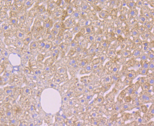Immunohistochemical analysis of paraffin-embedded mouse liver tissue using anti-Alpha-2-macroglobulin antibody. The section was pre-treated using heat mediated antigen retrieval with sodium citrate buffer (pH 6.0) for 20 minutes. The tissues were blocked in 5% BSA for 30 minutes at room temperature, washed with ddH2O and PBS, and then probed with the antibody (M1510-23) at 1/50 dilution, for 30 minutes at room temperature and detected using an HRP conjugated compact polymer system. DAB was used as the chrogen. Counter stained with hematoxylin and mounted with DPX.