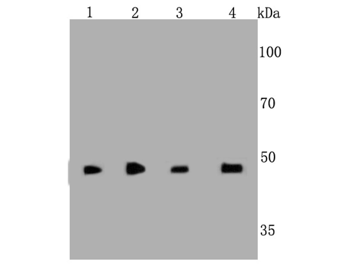 Western blot analysis on different cell lysates using anti-Cyclin A2 Mouse mAb.<br />
Positive control:<br />
Lane 1: 293<br />
Lane 2: F9<br />
Lane 3: PC12<br />
Lane 4: Hela