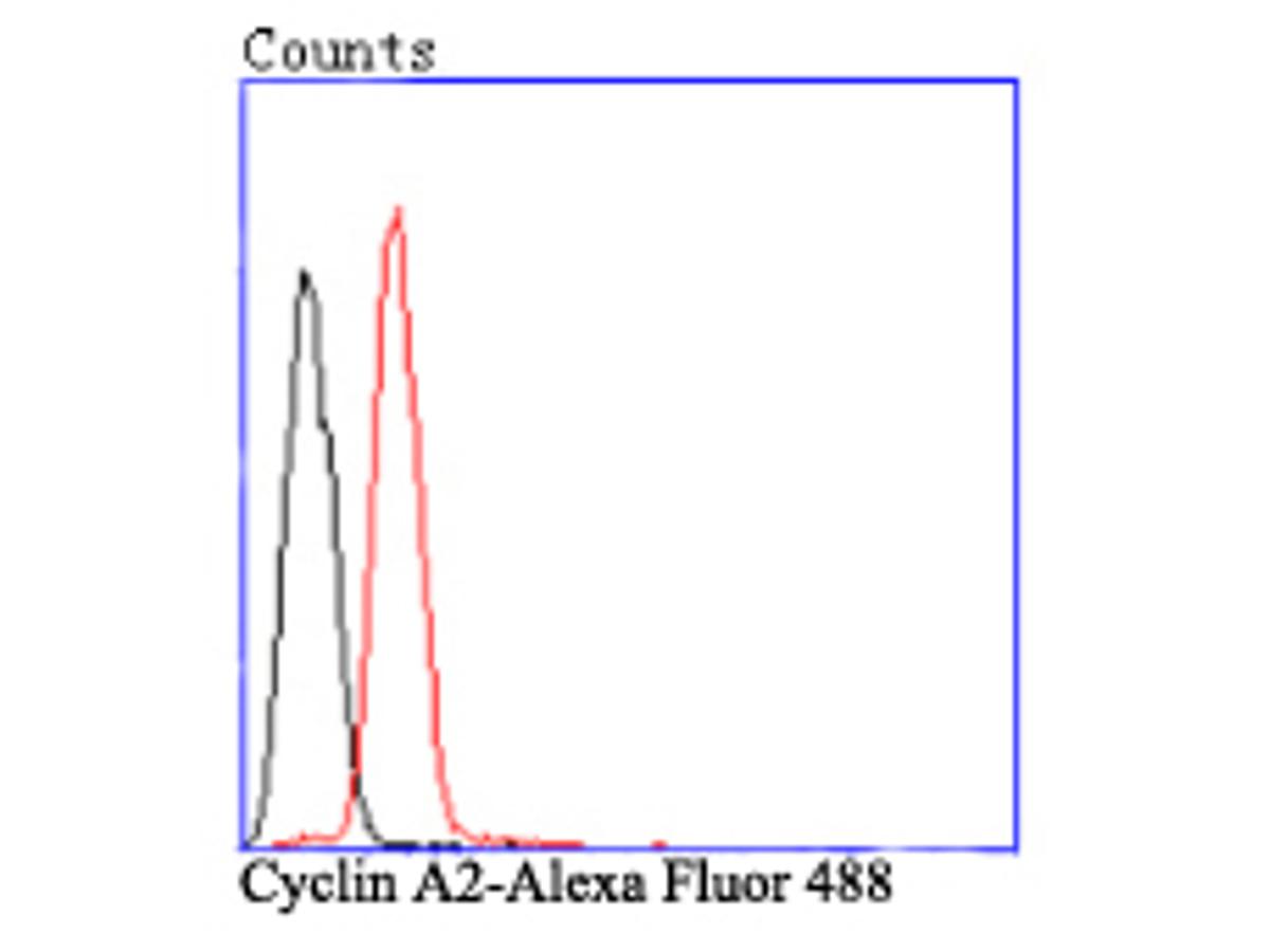 Flow cytometric analysis of Hela cells with Cyclin A2 antibody at 1/100 dilution (black) compared with an unlabelled control (cells without incubation with primary antibody; red). Alexa Fluor 488-conjugated Goat anti mouse IgG was used as the secondary antibody.