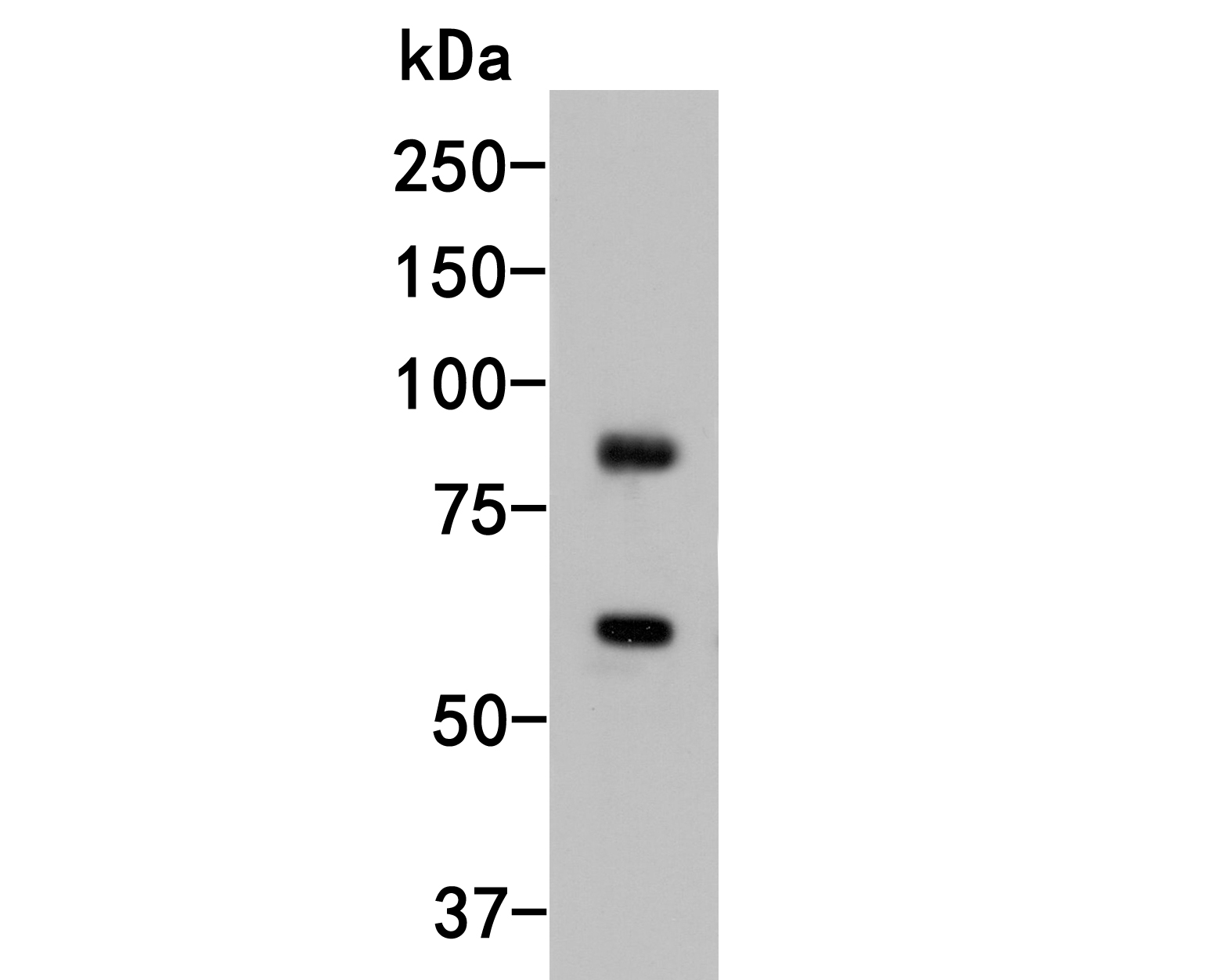 Western blot analysis of ICAM-1 on Raji cell lysates. Proteins were transferred to a PVDF membrane and blocked with 5% BSA in PBS for 1 hour at room temperature. The primary antibody (M1511-6, 1/500) was used in 5% BSA at room temperature for 2 hours. Goat Anti-Mouse IgG - HRP Secondary Antibody (HA1006) at 1:5,000 dilution was used for 1 hour at room temperature.