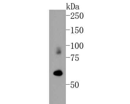 Western blot analysis of ICAM-1 on Daudi cell lysates. Proteins were transferred to a PVDF membrane and blocked with 5% BSA in PBS for 1 hour at room temperature. The primary antibody (M1511-6, 1/500) was used in 5% BSA at room temperature for 2 hours. Goat Anti-Mouse IgG - HRP Secondary Antibody (HA1006) at 1:5,000 dilution was used for 1 hour at room temperature.