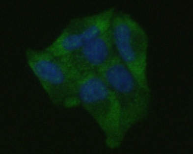 ICC staining of ICAM-1 in Hela cells (green). Formalin fixed cells were permeabilized with 0.1% Triton X-100 in TBS for 10 minutes at room temperature and blocked with 1% Blocker BSA for 15 minutes at room temperature. Cells were probed with the primary antibody (M1511-6, 1/100) for 1 hour at room temperature, washed with PBS. Alexa Fluor®488 Goat anti-Mouse IgG was used as the secondary antibody at 1/1,000 dilution. The nuclear counter stain is DAPI (blue).